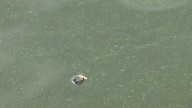 What to know: harmful algal bloom continues spreading in the Hudson River