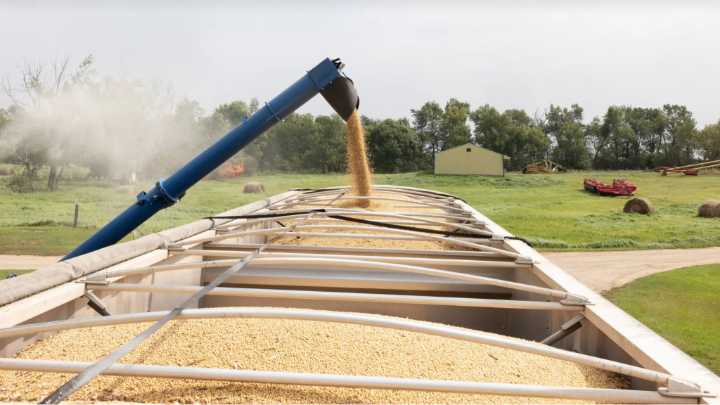 El desaire de China a la soya estadounidense es una crisis para los agricultores de EE. UU.