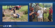 Horse rescued after getting stuck in culvert