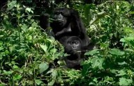 En Uganda, una vibrante economía turística impulsa la conservación de los gorilas de montaña en peligro de extinción
