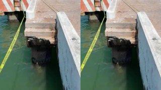 Colapsa el muelle de Chicxulub Puerto, dos jóvenes terminan lesionados