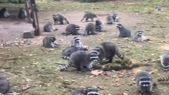 New policy would ban feeding wildlife in Kitsap County