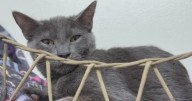 Lange Foundation helps animals in need find their forever homes