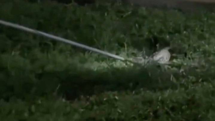 Bomberos de Tampico Atrapan Cocodrilo que se "Paseaba" en Parque Público