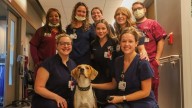Dave the Helpful Hound lends a paw at the Hospital of the University of Pennsylvania
