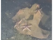 Scientists find sea life thriving on unexploded Nazi cruise missiles