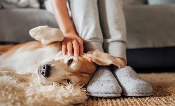 Cómo acariciar a tu perro para que se sienta realmente amado