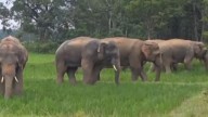 Man killed in elephant attack while collecting mushrooms