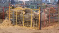 El Salón Ovino de Castuera celebra este fin de semana su 40º edición con 360 cabezas de ganado selecto y 58 expositores More