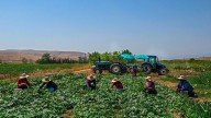 Así es el pasaporte vegetal destinado a frenar las plagas de los cultivos