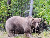 What to know about Fat Bear Week, and the brawny bruins ready to battle for the title