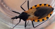 Face-Biting Parasite’s ‘Kissing Bug’ Disease Now Endemic in the U.S.