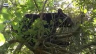 Applications open Friday for Florida’s first bear hunt in a decade