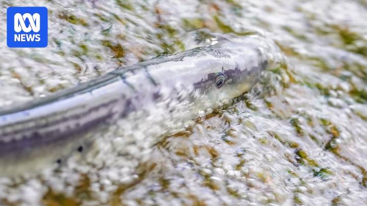 Rare pouched lampreys spotted migrating up Margaret River