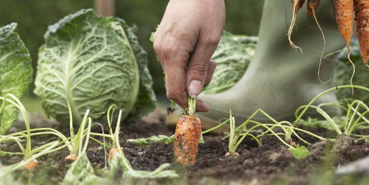 10 Fall Vegetables You Can Plant Now