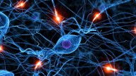 España desarrolla un modelo de funcionamiento de neuronas visuales