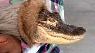 Pennsylvania man's emotional support alligator banned from Walmart