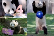 Smithsonian's birthday bash for 4-year-old panda is too much cuteness to bear