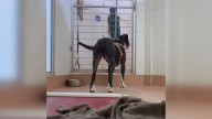 Washington Shelter Pup Spent More Than 915 Days Watching Others Get Adopted Until Someone Came For Him