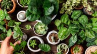 Qué planta tenés que regalar, según tu mes de nacimiento