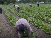 Condenan a una pareja de finqueros a penas de hasta 10 años de prisión por explotación laboral y reducción a la servidumbre