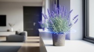 Las 10 plantas que se deben cultivar en primavera para ahuyentar los mosquitos en verano