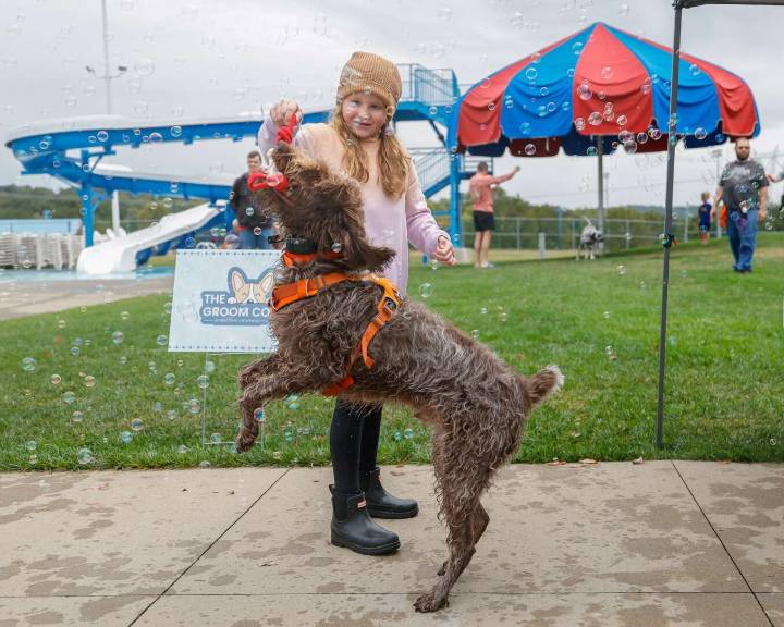 Dogs take a dip in Cranberry Township Community Waterpark