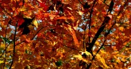 Fall in Georgia 2025: Where to see the leaves change colors