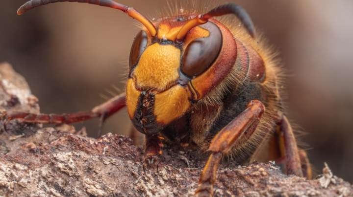 What To Know About Aggressive Hornets In The Fall