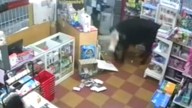 Una vaca entró a una librería en Entre Ríos y provocó la sorpresa de los clientes