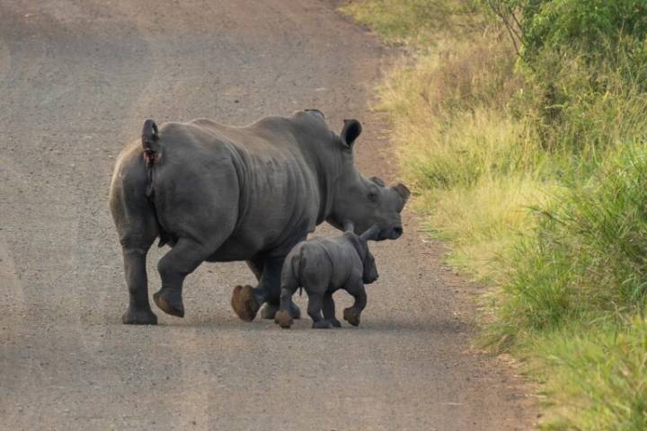 Protecting rhinos more urgent that ever this World Rhino Day