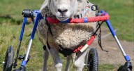 Rescued sheep relearns to walk thanks to wheelchair