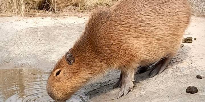 Rescataron a varios animales silvestres de una granja en Córdoba: había carpinchos, tortugas y loros habladores