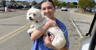 Dog who went missing at Pittsburgh International Airport reunited with owners