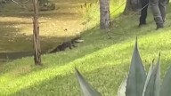 ‘I fought an alligator and won’: Florida woman punches, fends off gator that dragged puppy into creek