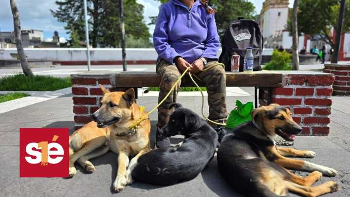 Toluca celebra la esterilización número 10 mil de perros y gatos en 2025