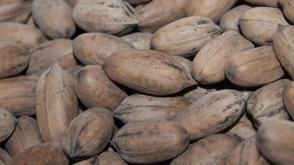 Producción de nuez a la baja en Chihuahua: Escasez de agua causa disminución del 13.15% en la cosecha 2025