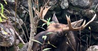 Maine wardens rescue moose trapped for hours in abandoned well
