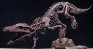 Descubren un nuevo cocodrilo en la Patagonia que convivió con los últimos dinosaurios