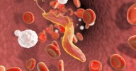 Alerta sanitaria total: un virus silencioso se expande sin control y ya golpea a 32 estados en EE.UU.