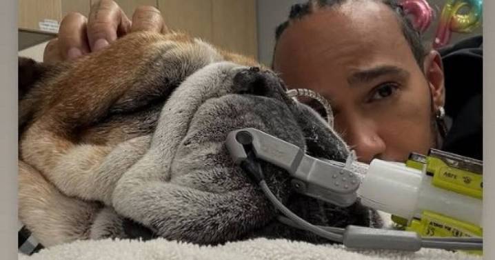 Sir Lewis Hamilton's dog Roscoe put into a coma