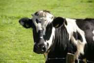 Does painting cows with stripes prevent fly bites? Researchers who studied this wins Ig Nobel prize