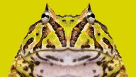 Horned Frog: A Snake-eating Ambush Predator With Tiny Teeth
