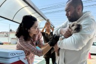 Logra gobierno de Toluca 10 mil esterilizaciones a perros y gatos
