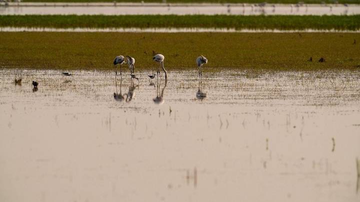 Doñana intenta protegerse de la gripe aviar y activa una campaña de control de aves en Veta La Palma
