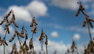 Reservas chinas de cargamentos de soja argentina por eliminación de aranceles temporales