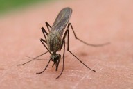 North Dakota hits highest number of West Nile cases since 2019