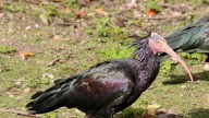 Albacete registra migraciones de ibis eremita, una especie en peligro crítico de extinción