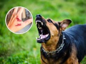 Me pueden demandar si mi perro muerde a una persona o perro