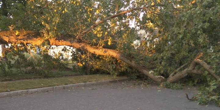 Fallen tree blocks road in Springfield